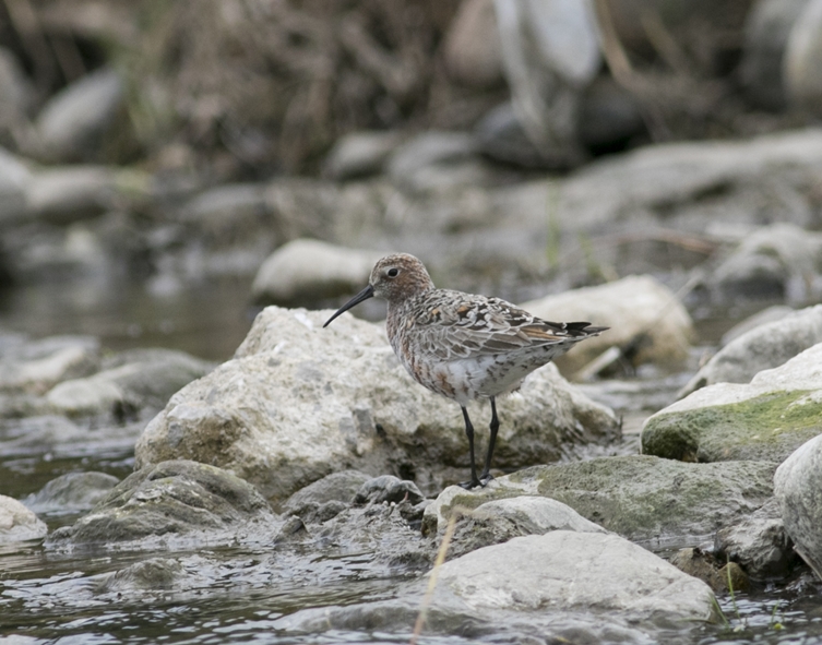 Curlew Sandpiper