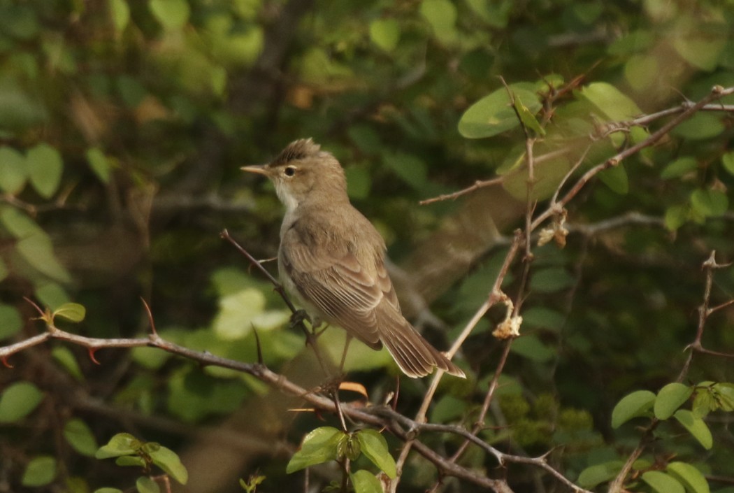 Eastern Olivaceous Warbler