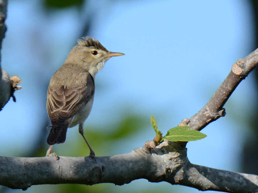 Eastern Olivaceous Warbler