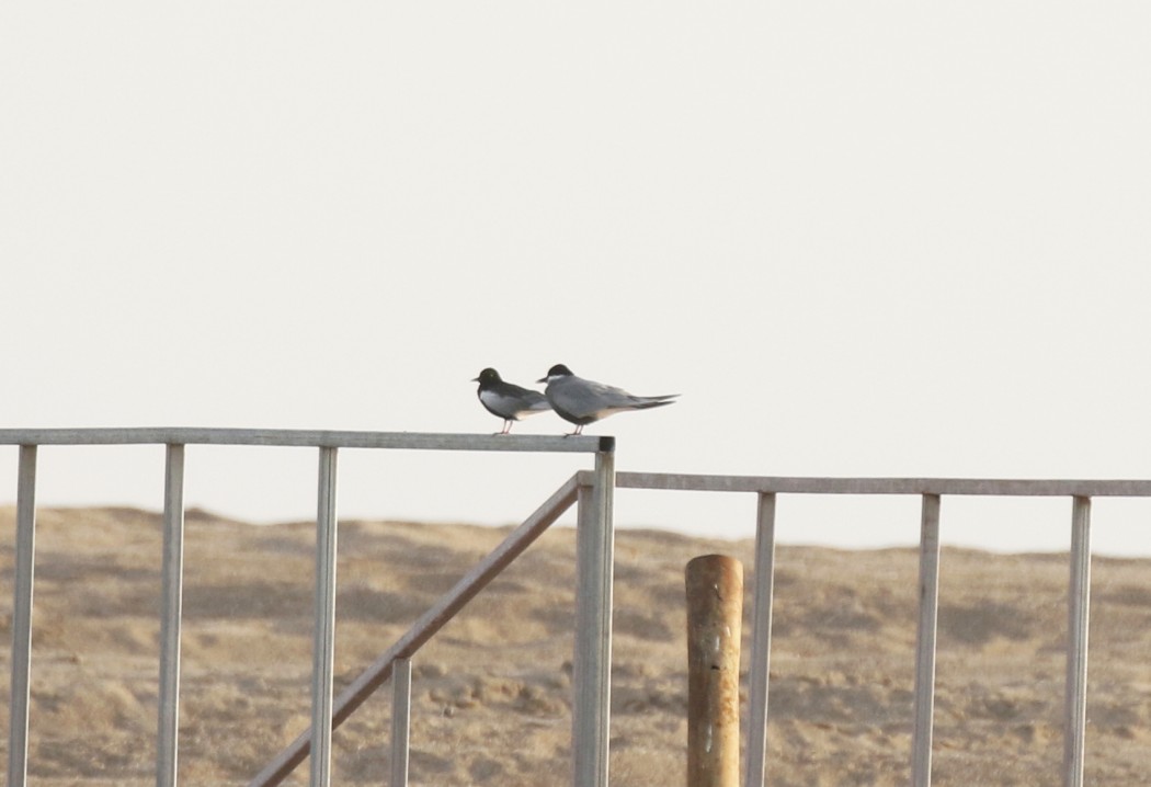White-winged Tern
