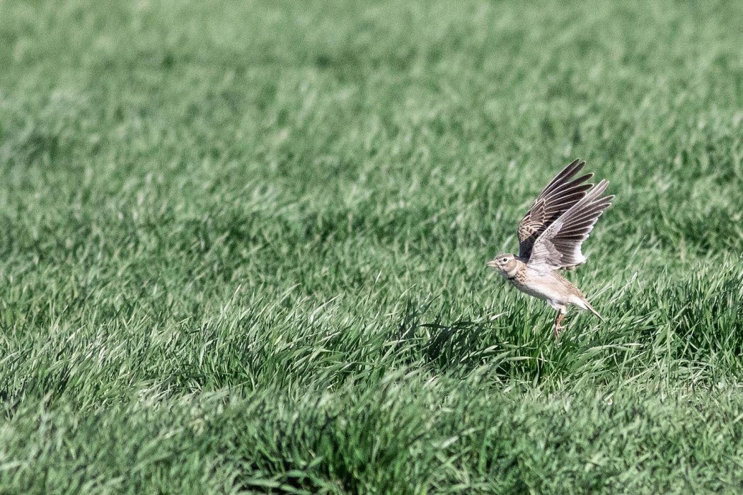 Calandra Lark