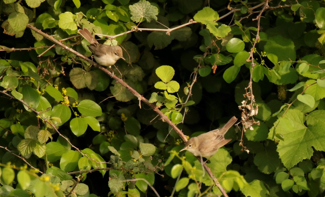 Eastern Olivaceous Warbler