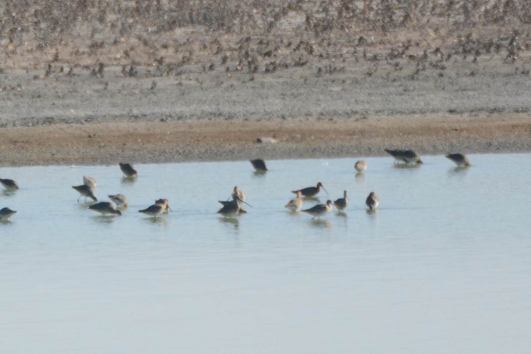 Black-tailed Godwit