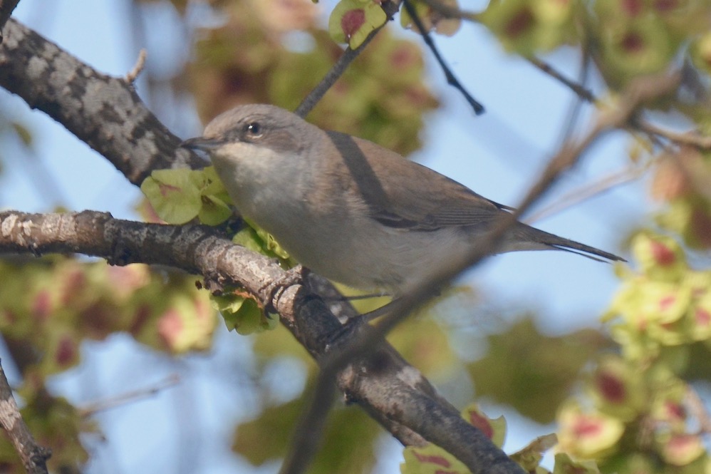Lesser Whitethroat