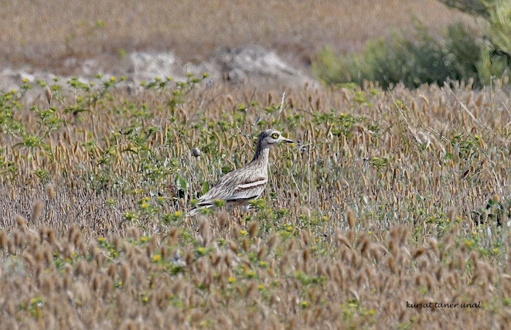 Eurasian Stone-curlew
