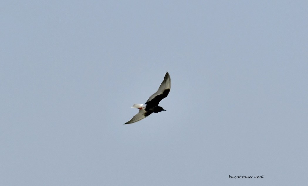White-winged Tern