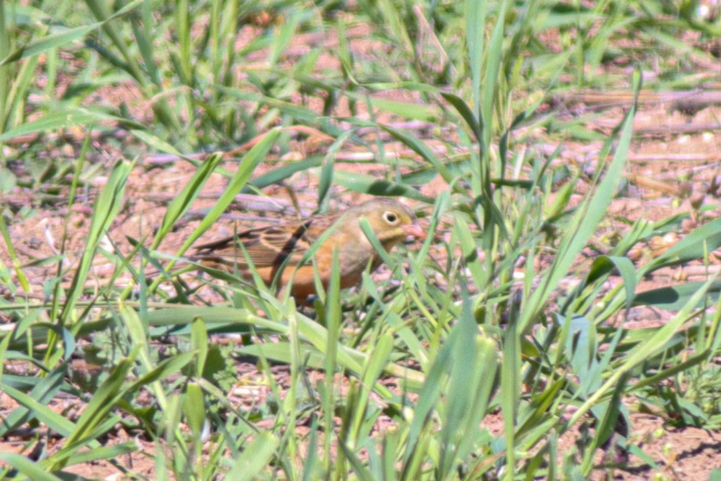 Ortolan Bunting