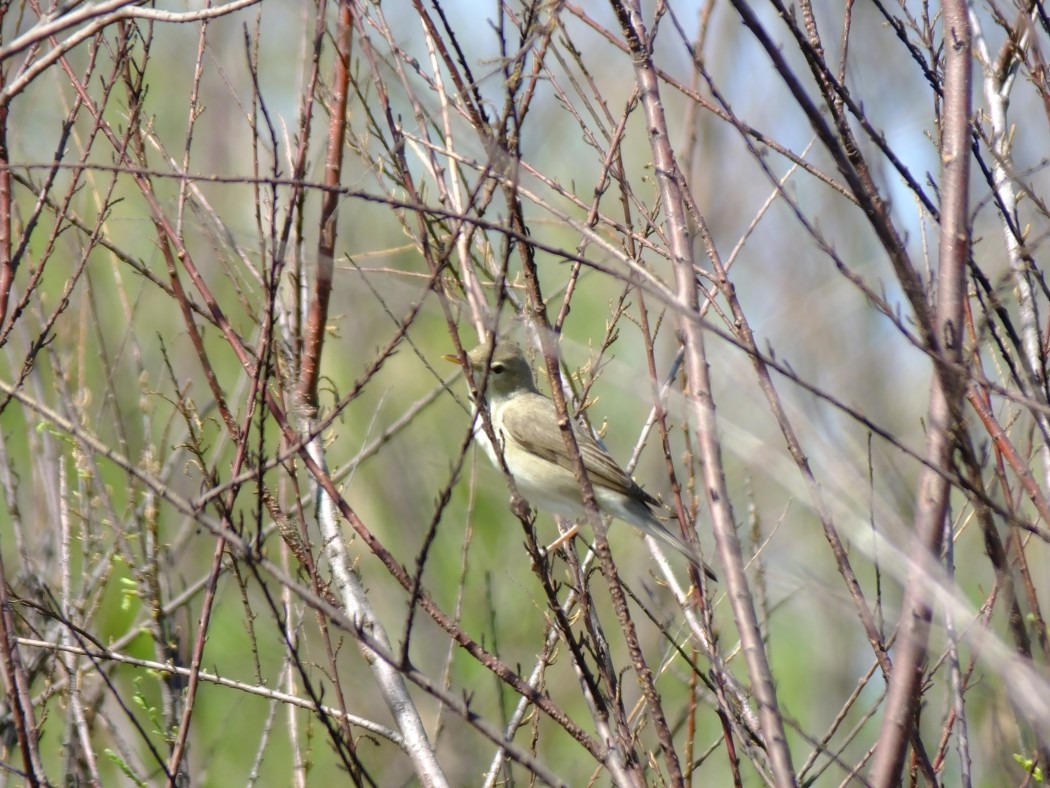Eastern Olivaceous Warbler