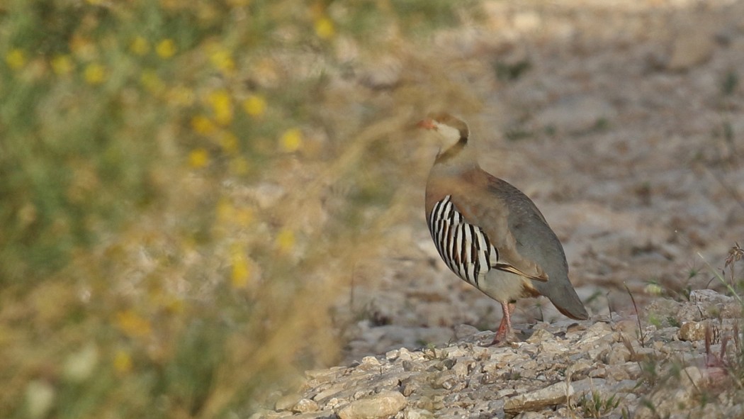 Chukar Partridge