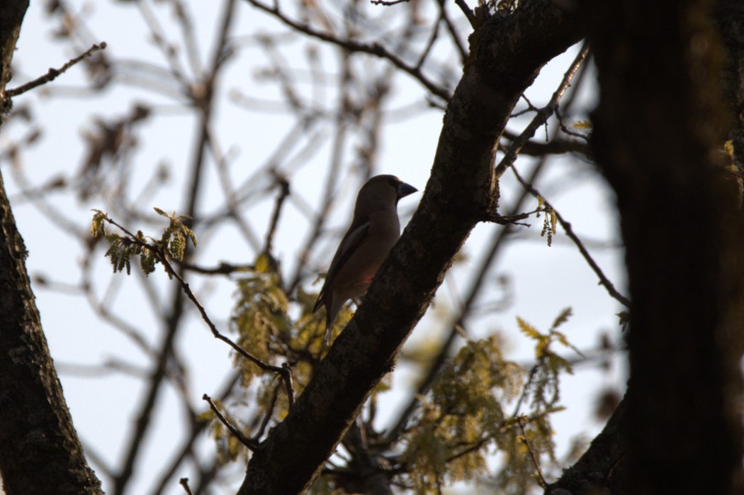 Hawfinch