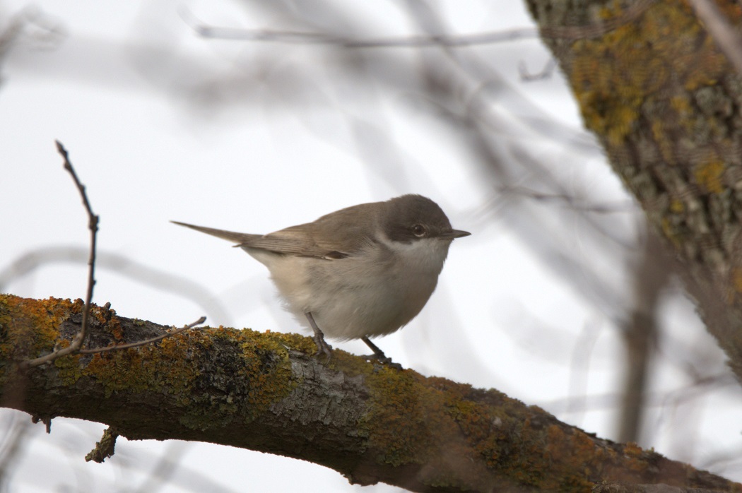 Lesser Whitethroat