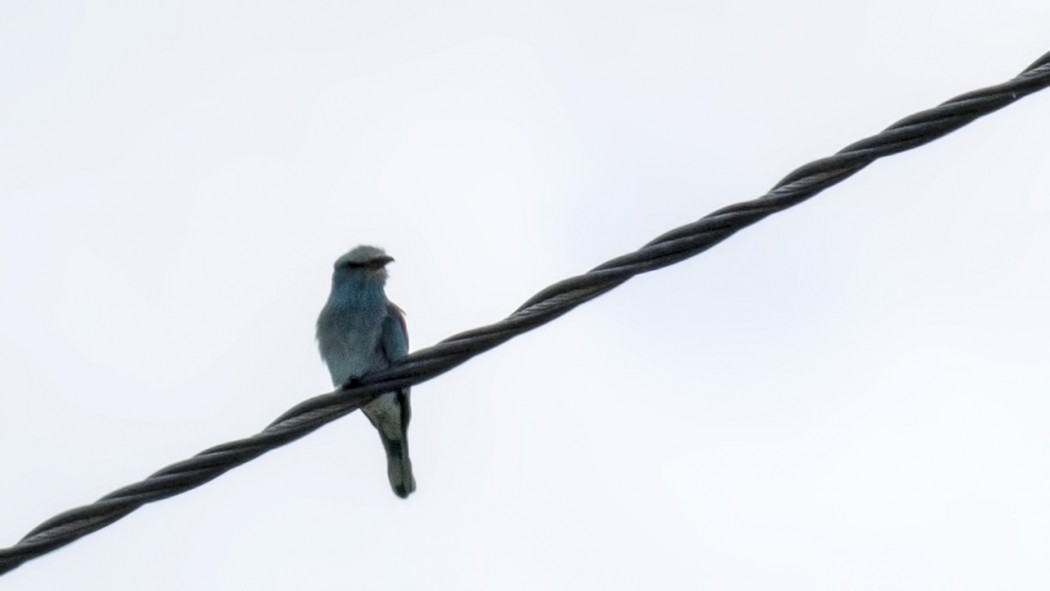 European Roller