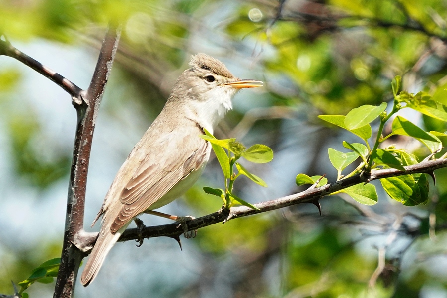 Eastern Olivaceous Warbler