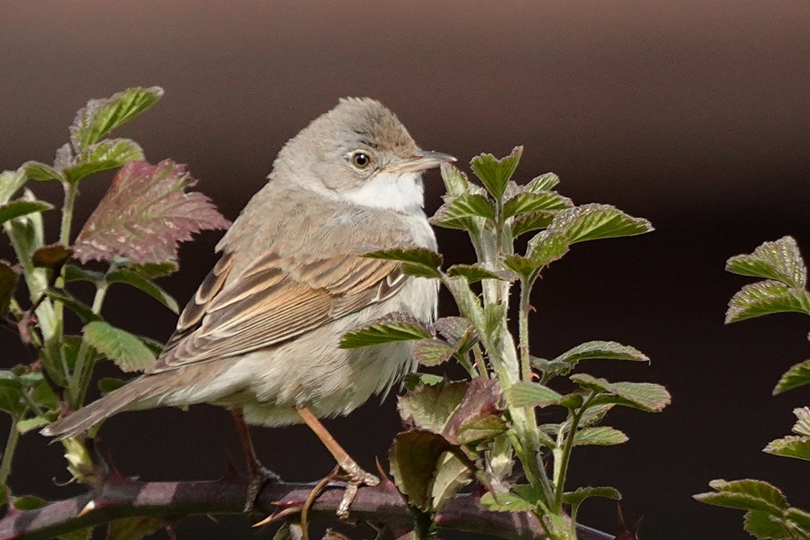 Common Whitethroat