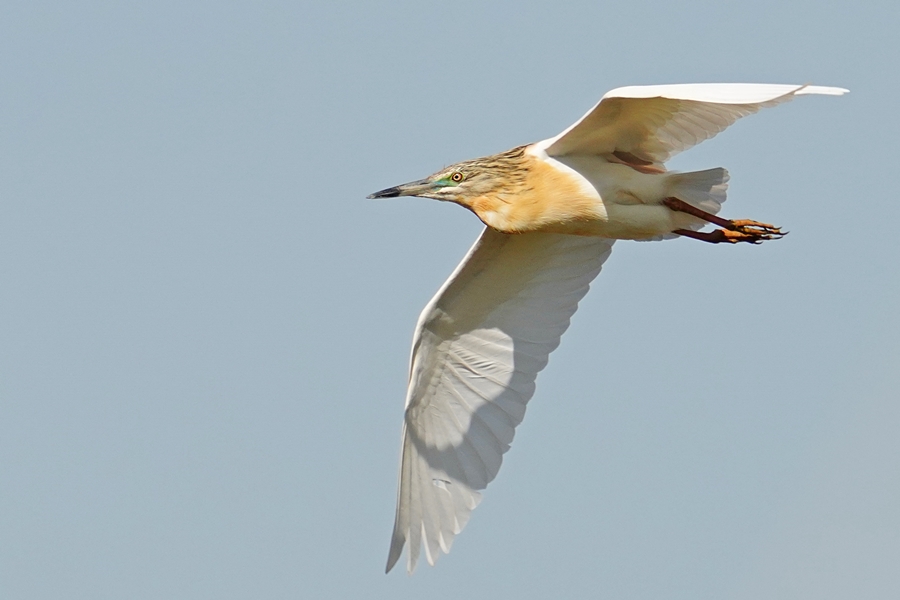 Squacco Heron