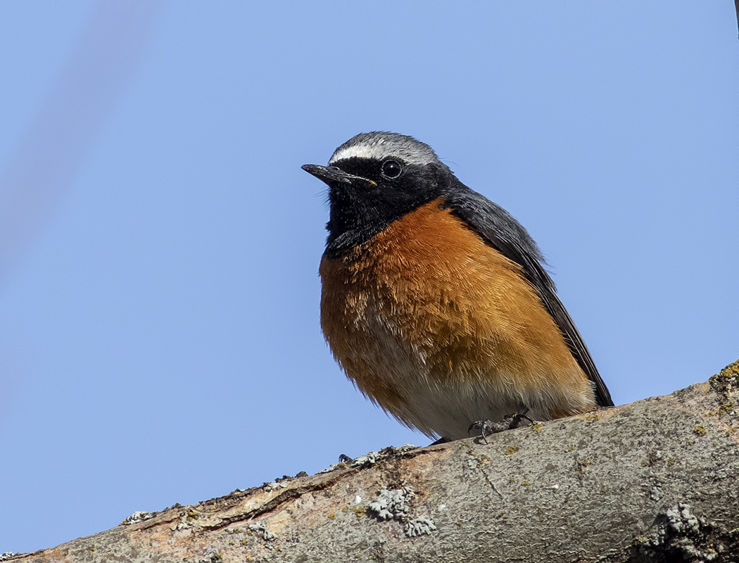 Common Redstart