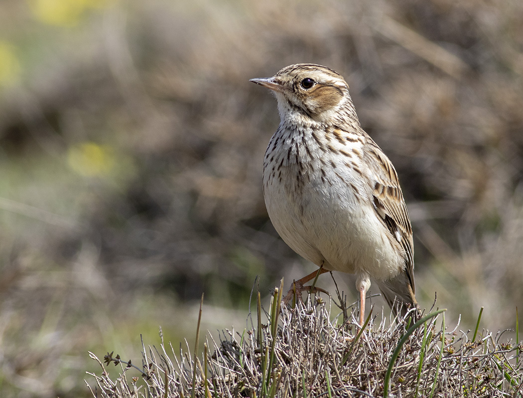 Woodlark