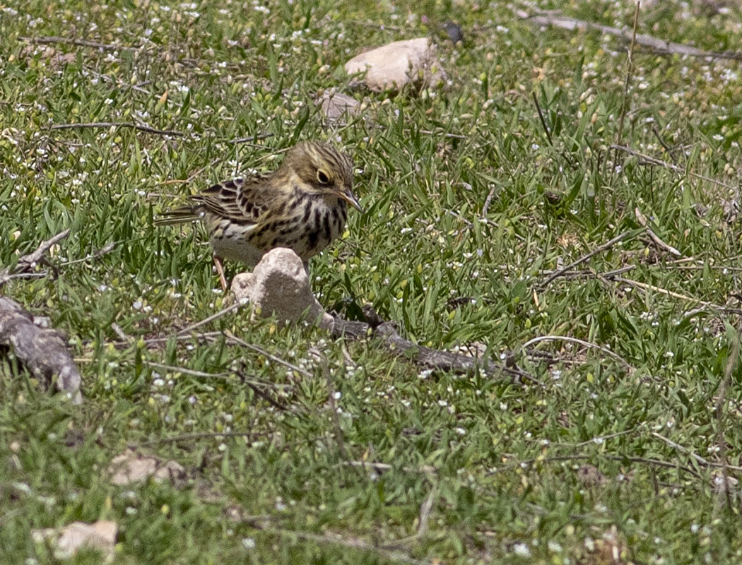 Meadow Pipit