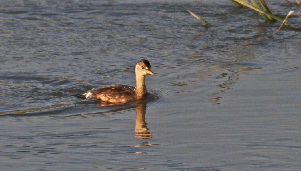 Little Grebe