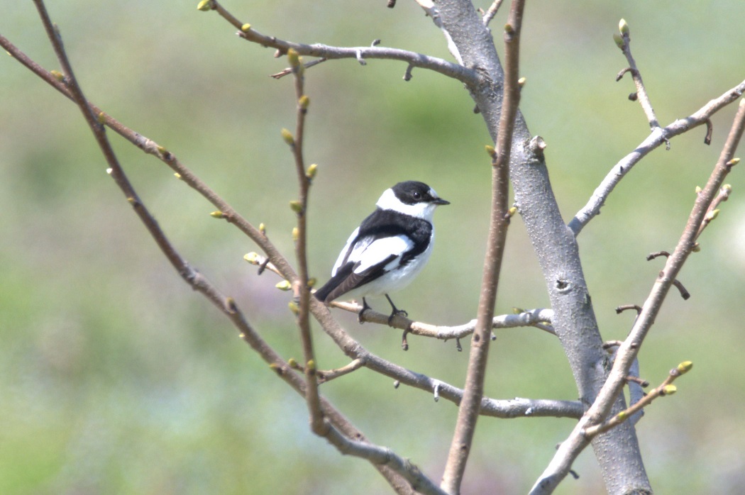 Collared Flycatcher