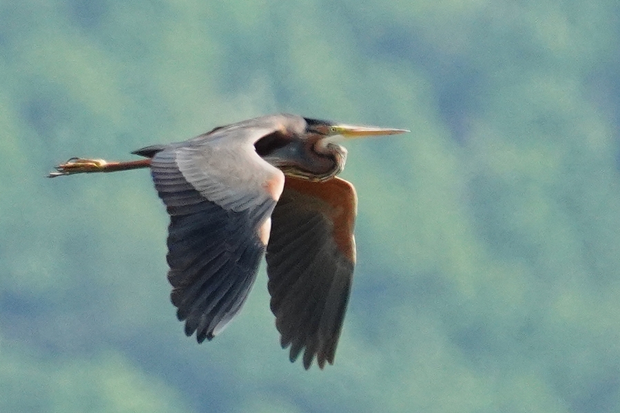 Purple Heron