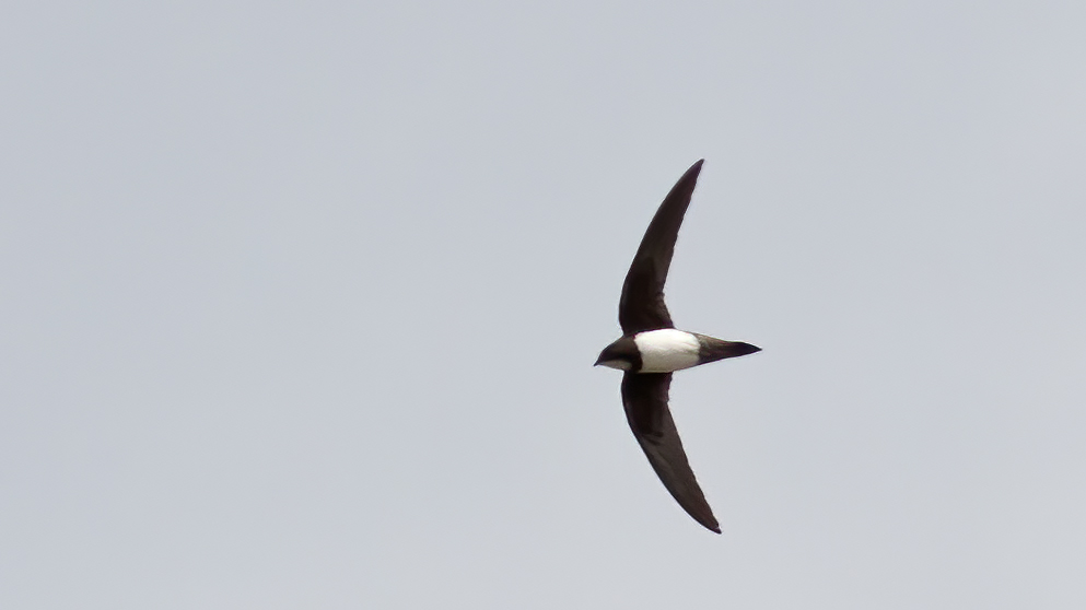 Alpine Swift