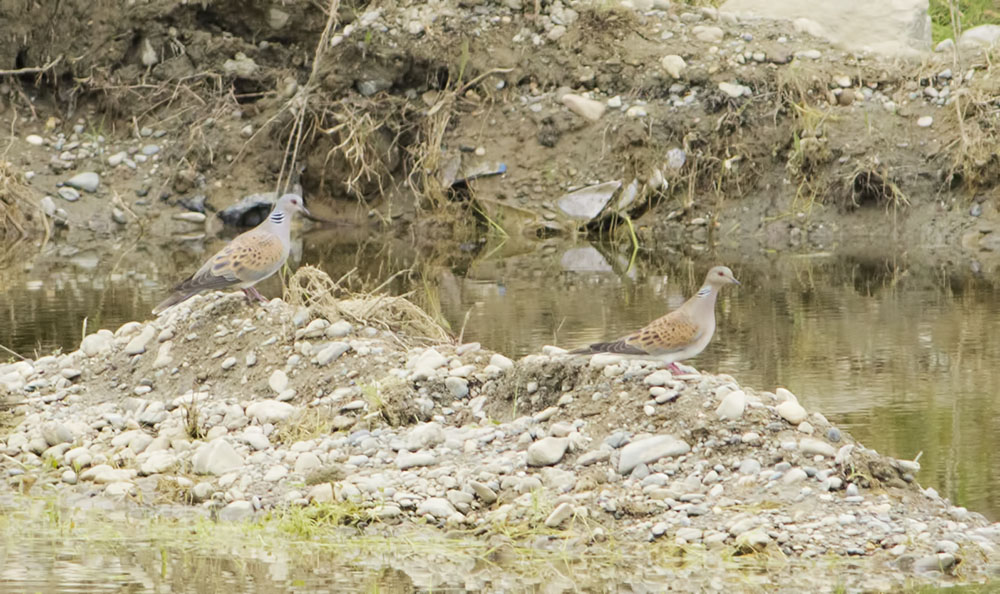European Turtle Dove