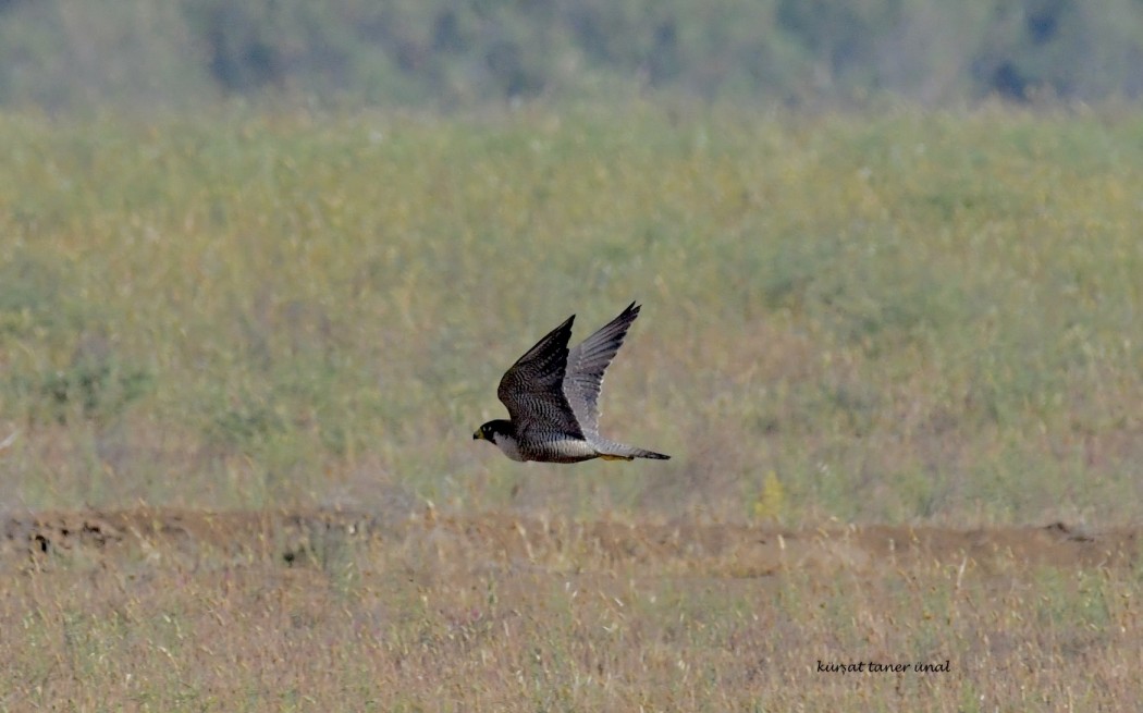 Peregrine Falcon