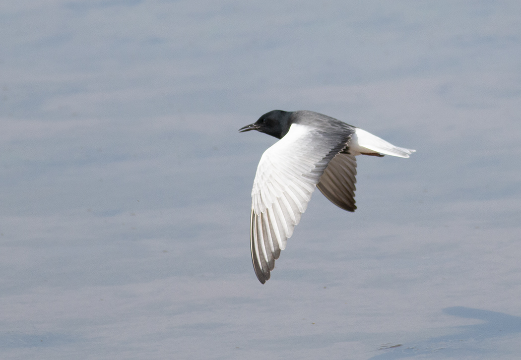 White-winged Tern