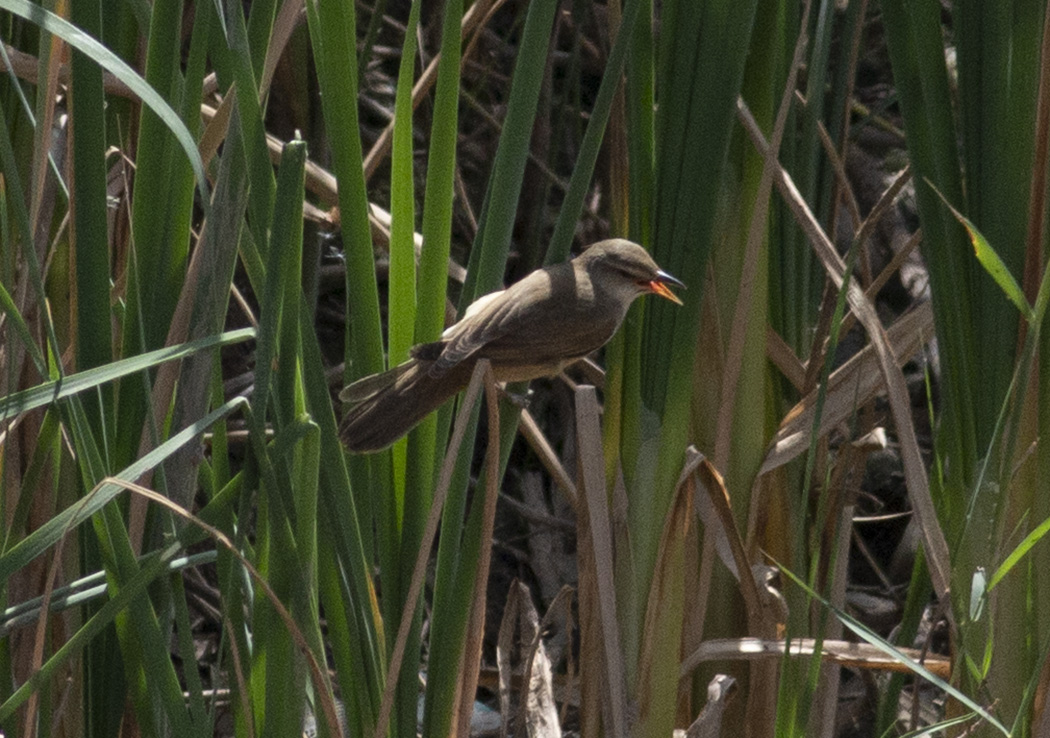Great Reed Warbler