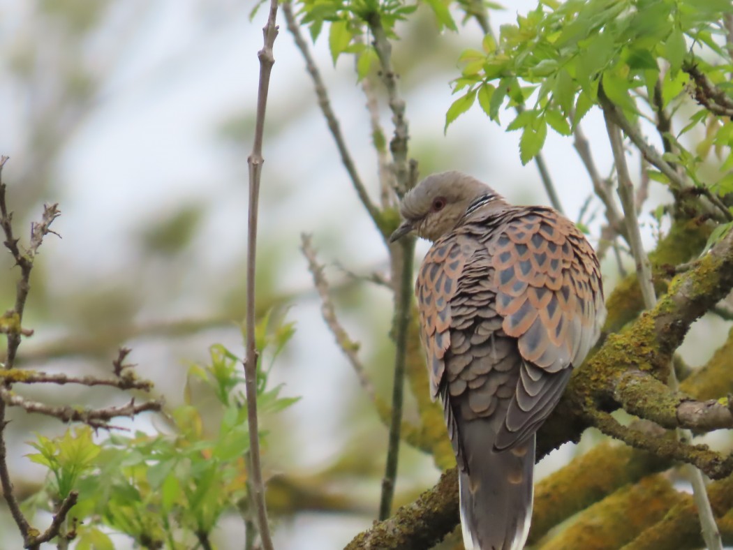 European Turtle Dove