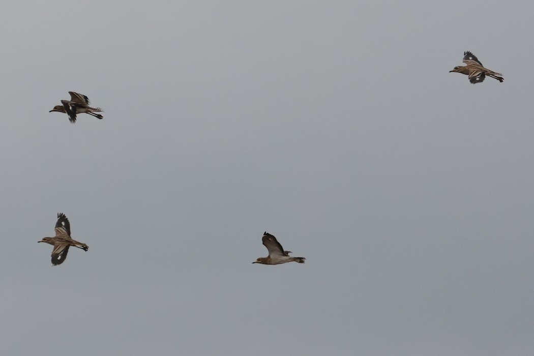 Eurasian Stone-curlew