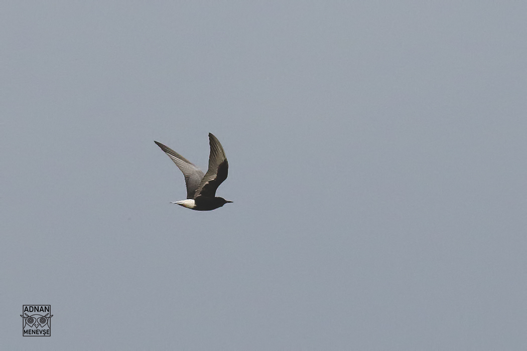 White-winged Tern