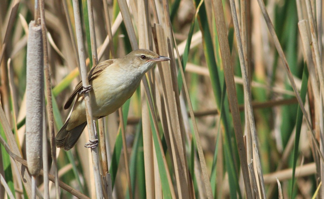 Great Reed Warbler