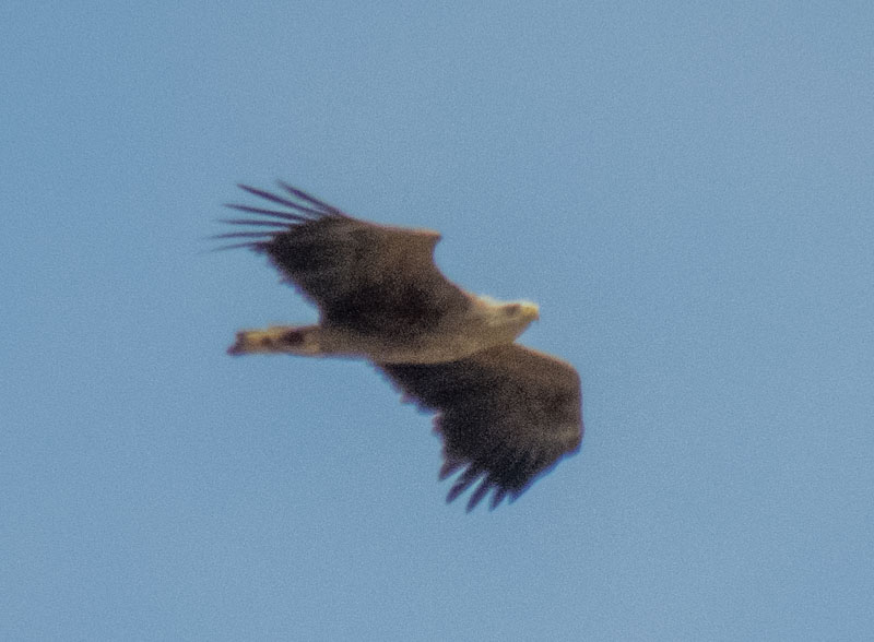 White-tailed Eagle