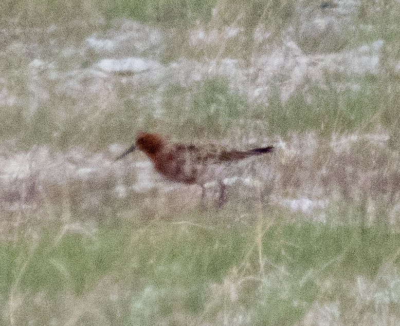 Curlew Sandpiper