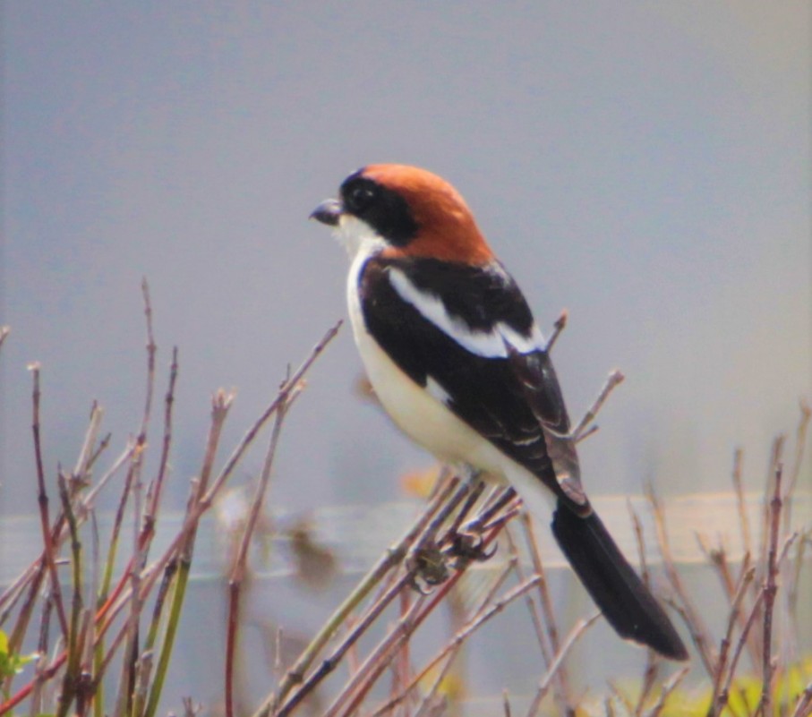 Woodchat Shrike