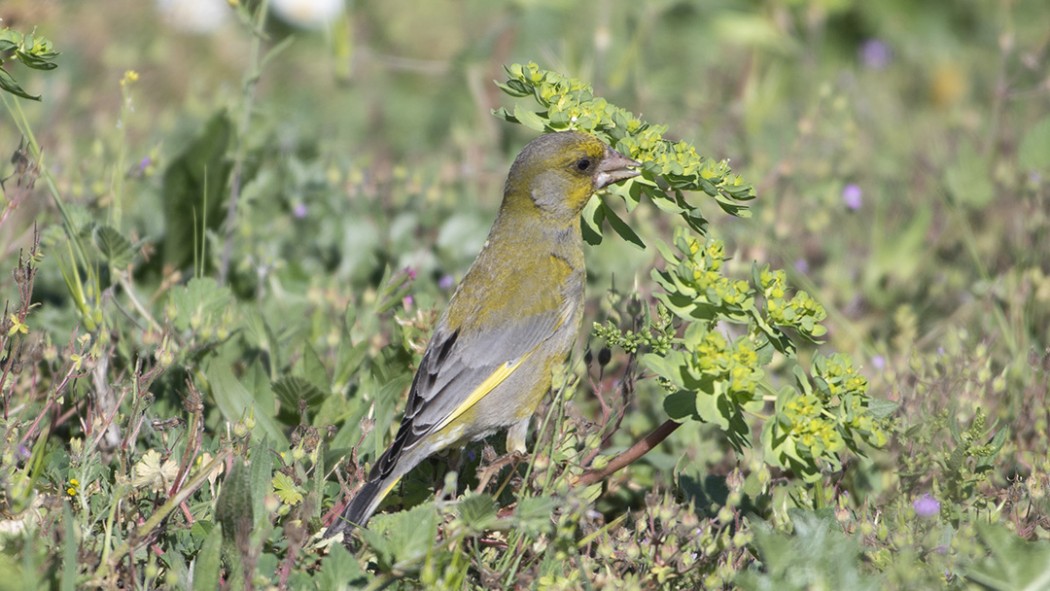 European Greenfinch