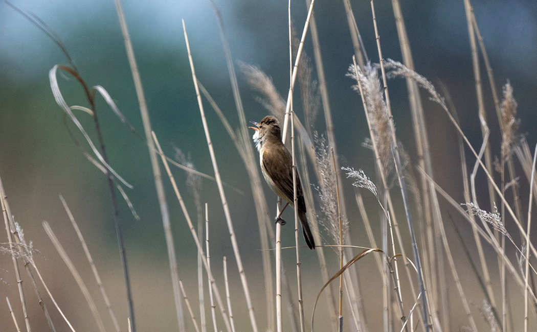 Great Reed Warbler
