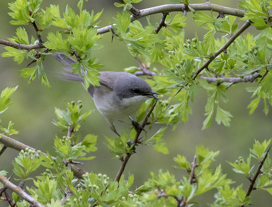Lesser Whitethroat