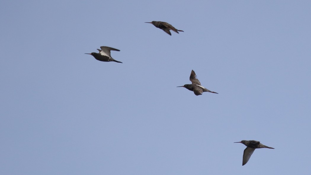 Spotted Redshank