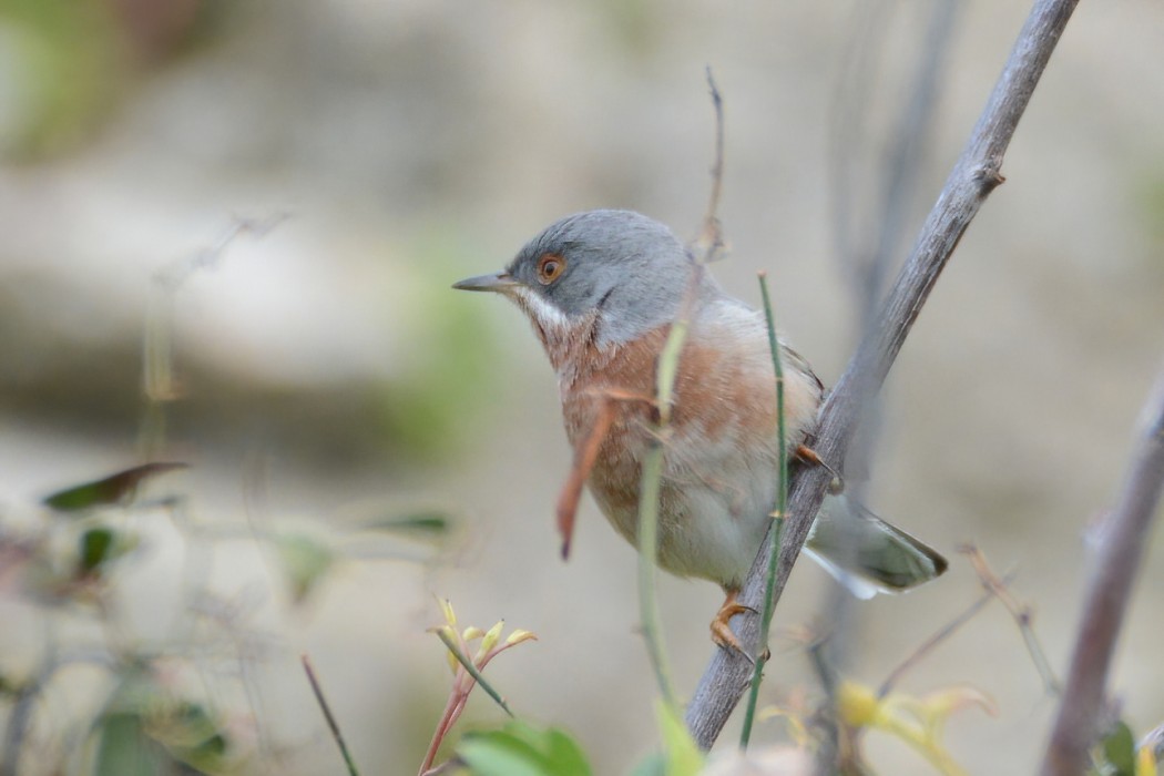 Subalpine Warbler