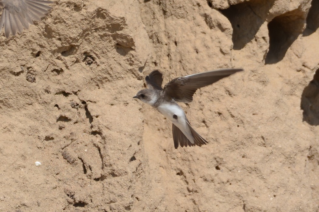 Sand Martin