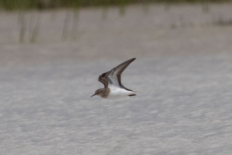 Temminck`s Stint