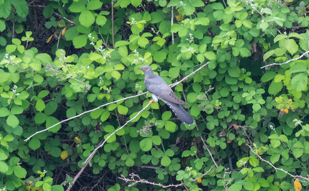 Common Cuckoo