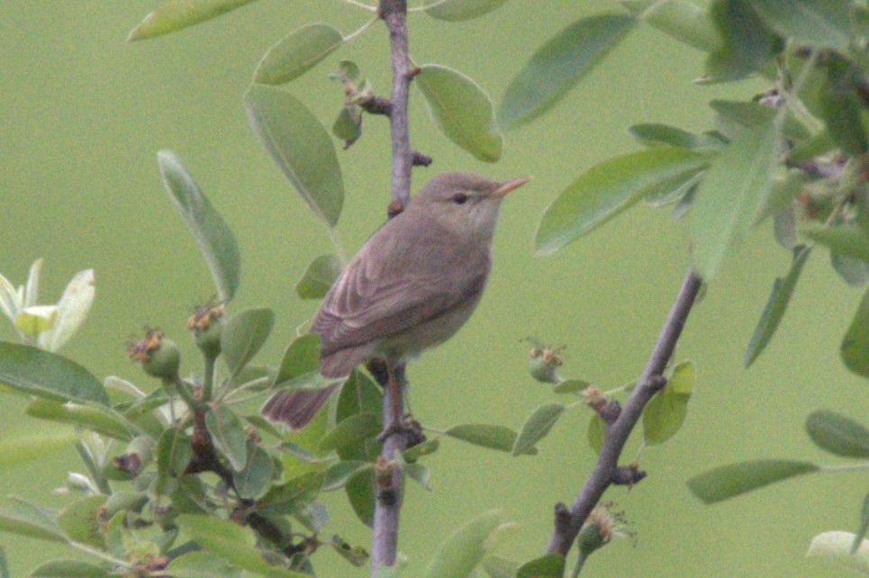 Eastern Olivaceous Warbler