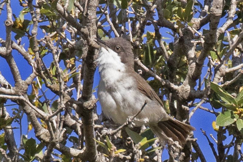 Eastern Orphean Warbler