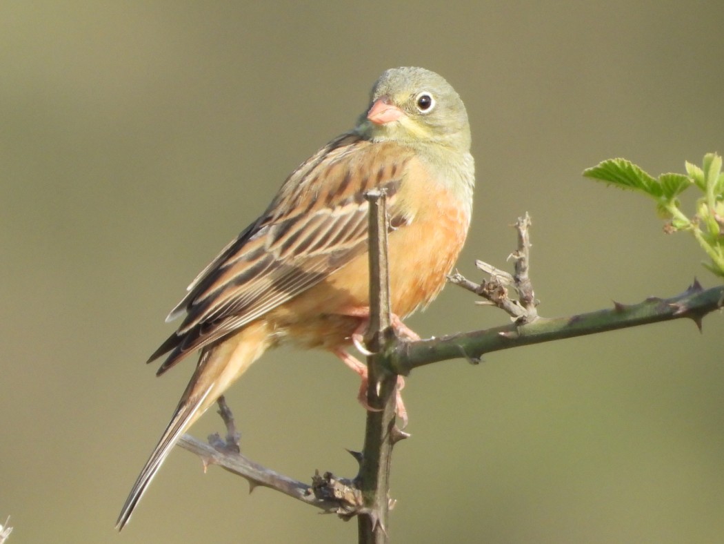 Ortolan Bunting