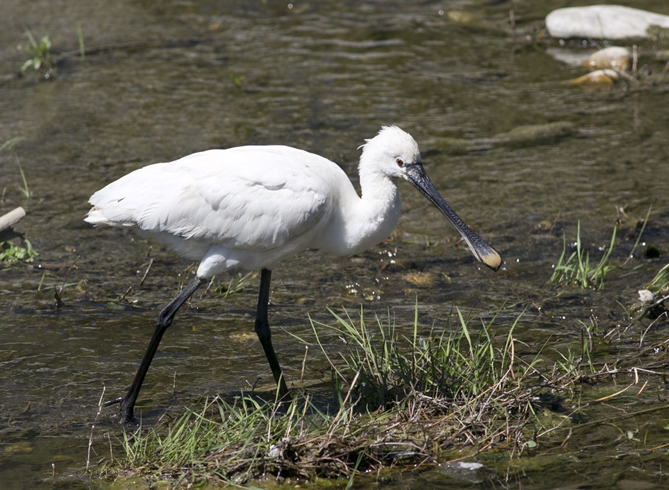 Eurasian Spoonbill