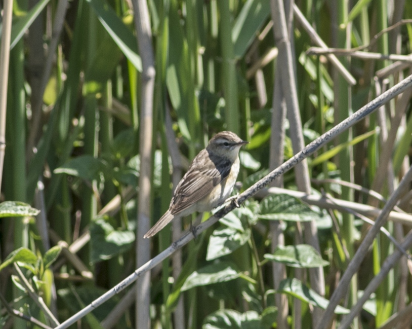 Sedge Warbler